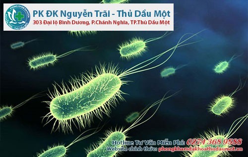 Khuẩn E.coli là một trong những nguyên nhân gây viêm bàng quang